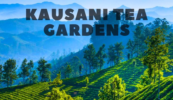 Unveiling the Magic of Kausani Tea Gardens