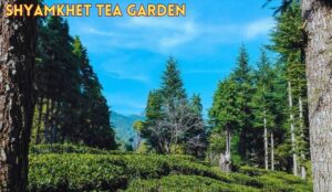 Shyamkhet Tea Garden