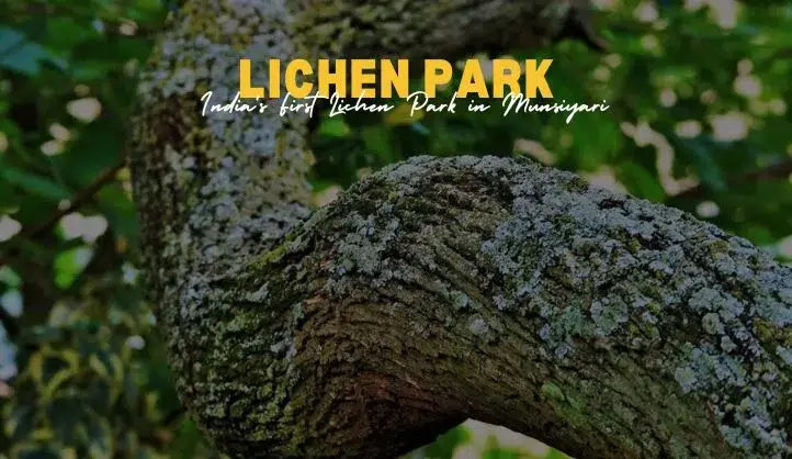Lichen Park in Munsiyari Uttarakhand 1 Uttarakhand Lichen Park Munsiyari | Species, and Secrets
