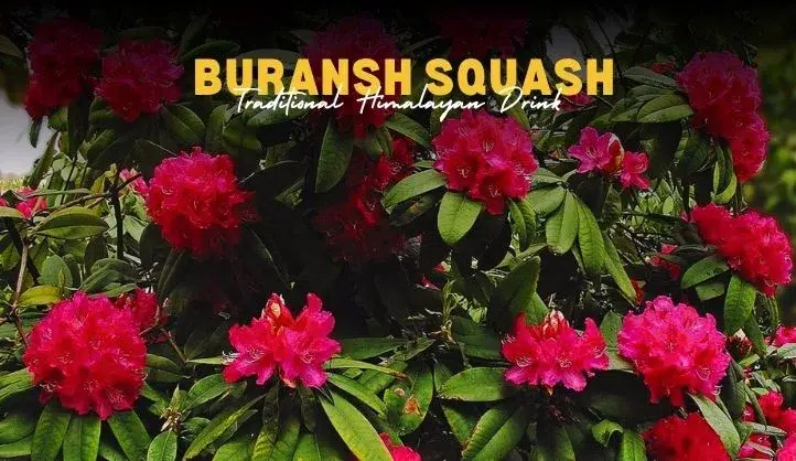 WANDERSKY 1 Buransh Squash from Uttarakhand | Health Benefits And Easy Recipe