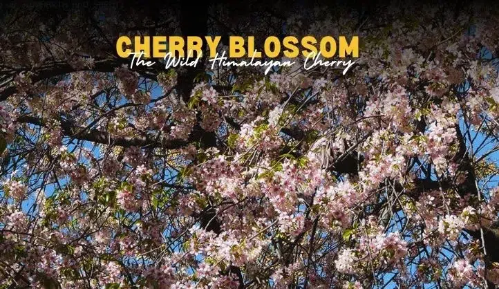 Cherry Blossom in Uttarakhand